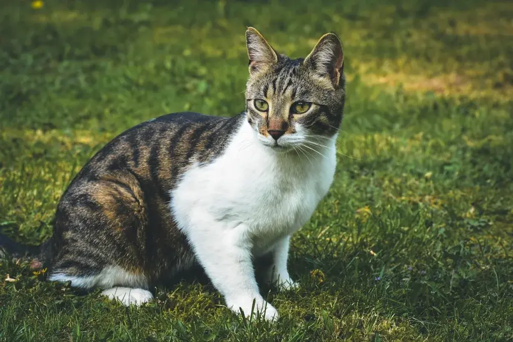 cat, cat outdoors, pet, outdoor environment, grass, nature, animal, domestic cat, cat in nature, garden, sitting cat, black and white cat, patterned cat, domestic animal, sitting animal, grey-blue color, cat in city, friendly cat, cute animal, observing cat, outdoor area