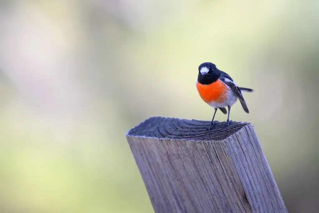 scarlet robin, bird, wildlife, ornithology, plumage, nature, australian, petroica boodang, perched bird, birdwatching, male, black, red, bird feathers, beauty, post, distinctive, songbird, zoology, clear, focus