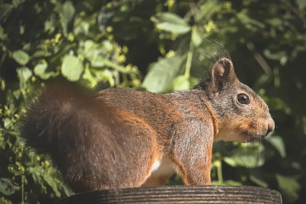squirrel, animal, nature, forest, wild, rodent, green leaves, sunlight, bird sound, tree, wilderness, natural world, wildlife, green background, sky, light, squirrel tail, mammals, fauna, garden animals