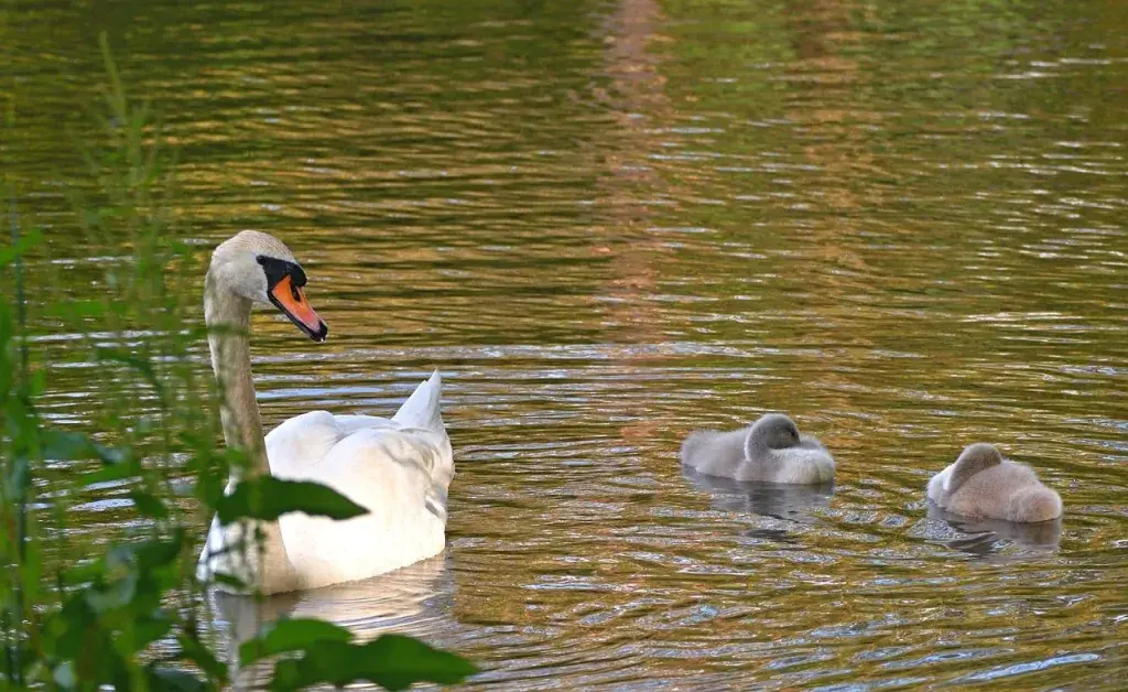swan, waterfowl, swan chick, cute, lake, wildlife, water, park, sunrise, nature, spring, calm, peace, elegant, droplet, gentle, natural environment, animal, reflection, charming, click, soft