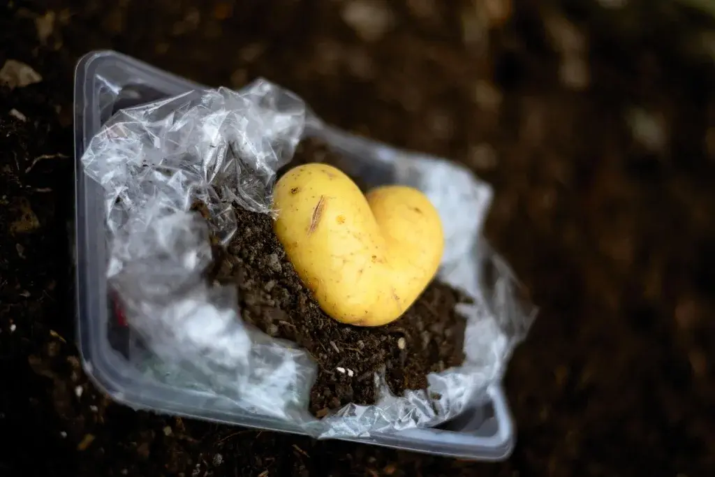 environmental protection, plastic waste, fields, potato, arable earth, earth, environmental problem, environmental pollution, throw away society, littering, harmful, health, potato heart, environmental protection, environmental protection, environmental protection, plastic waste, plastic waste, plastic waste, plastic waste, plastic waste, environmental problem