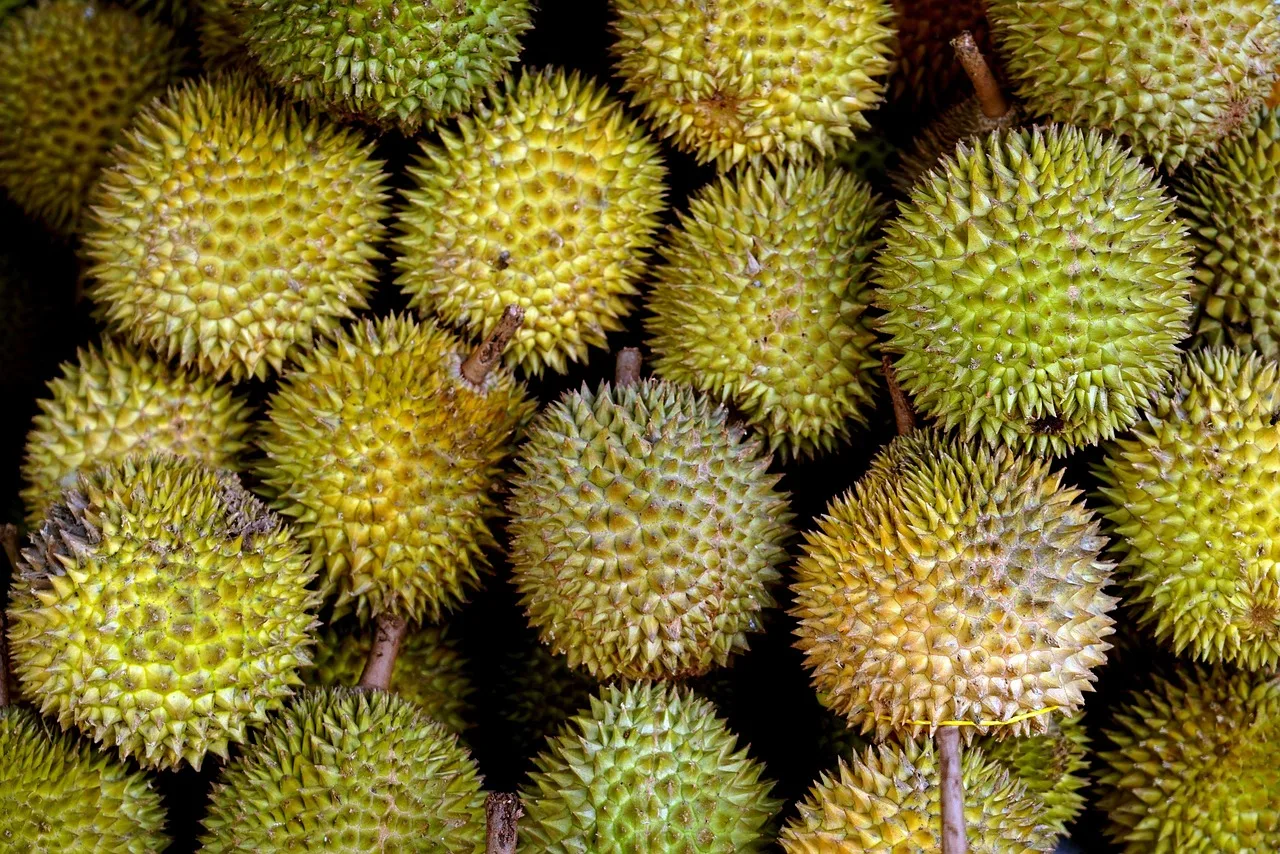 fruit, durian, harvest, healthy, flatlay, durian, durian, durian, durian, durian