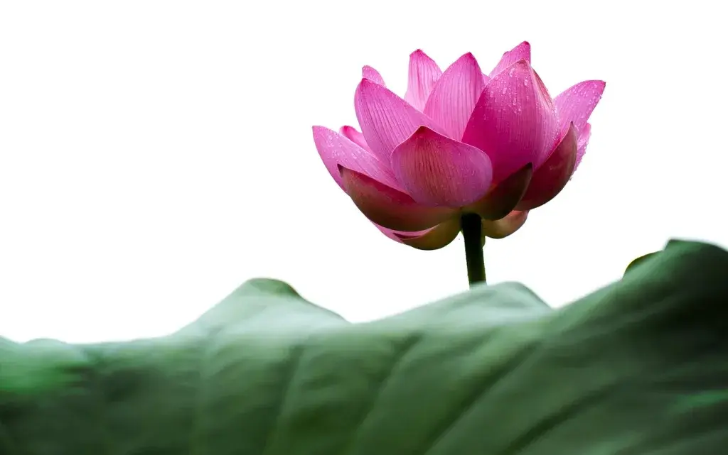 lotus, lotus leaf, lotus petals, beautiful flowers, nature, green, factory, flower background, flower wallpaper, flower
